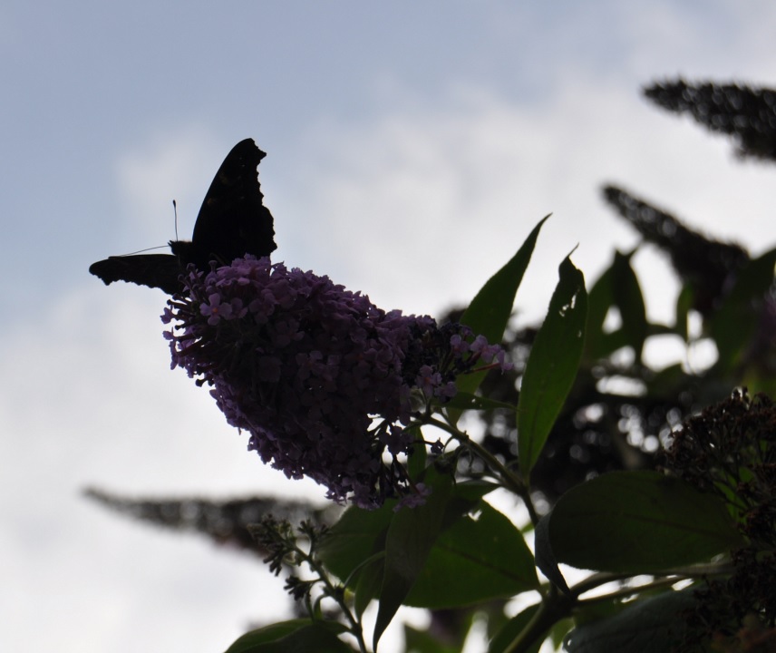 org:/Customer Services/S15/SCcomp2.jpg